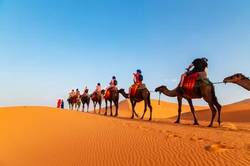 Papier Peint photo Lavable Maroc Camel caravan at sunset in the Sahara desert.