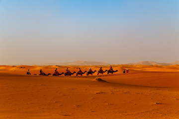 Obraz na płótnie Canvas Camel caravan at sunset in the Sahara desert.