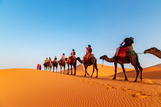 Camel caravan at sunset in the Sahara desert.