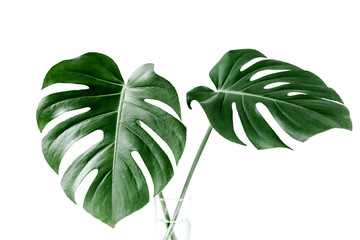 Close-up of the Monstera leaf. Tropical palm leaves Monstera isolated on white background. Tropical...