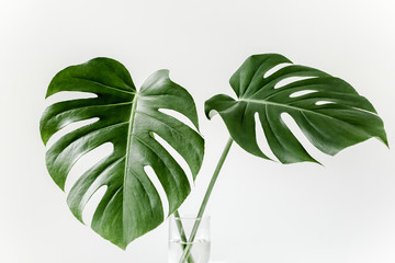 Close-up of the Monstera leaf. Tropical palm leaves Monstera isolated on white background. Tropical nature concept. - obrazy, fototapety, plakaty