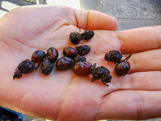 Edible ant traditional from Santander region of Colombia called Hormiga Culona which literally translated in english is big-assed ant.