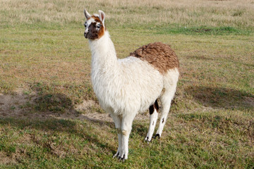 Fototapeta premium LLama de cuerpo entero II