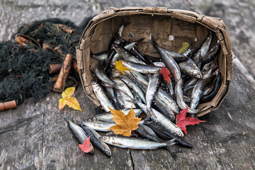 Fresh vendace on a gray wooden table