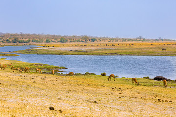 Fototapeta na wymiar Chobe River