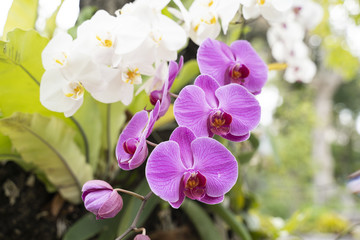 Fototapeta na wymiar Orchid flower in tropical garden.