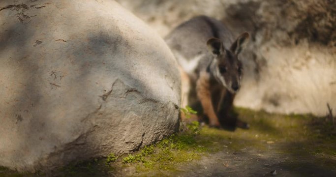 Close up of Yellow-footed rock-wallaby is hiding behind the rock. BMPCC 4K