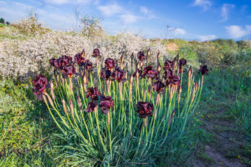 Group of wild purple irises flowers and buds with dew drops on the petals in the sunlight © Emma