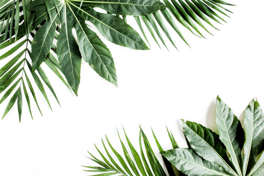 Tropical palm leaves Aralia isolated on white background. Tropical nature concept.