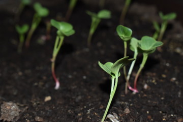 young plant in soil