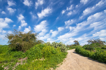 Fototapeta na wymiar Country road between flowering bushes and shrubs in the sunlight against blue sky with clouds