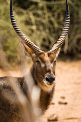 Waterbuck