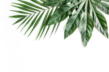 Tropical palm leaves Aralia isolated on white background. Tropical nature concept.