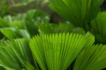 Green flowers and leaves. Tropic background.
