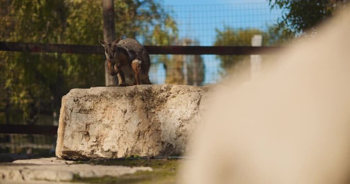 Yellow-footed rock-wallaby standing on the rock. BMPCC 4K