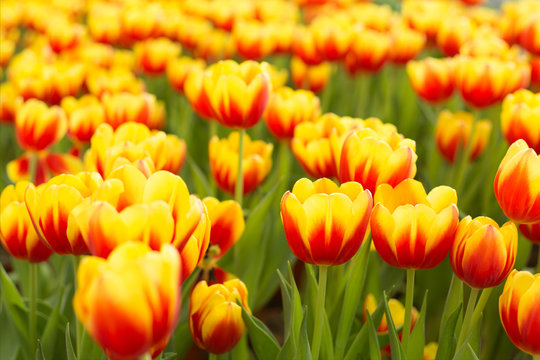 Yellow tulips fild. Spring blur background.