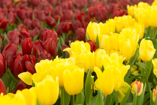 Red and yellow tulips fild. Spring background.