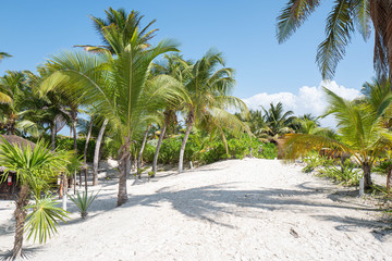 Green Palm Blue Sky White Sand