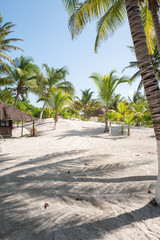 Green Palm Blue Sky White Sand