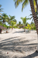 Green Palm Blue Sky White Sand
