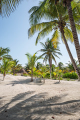 Green Palm Blue Sky White Sand