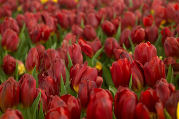 Dark red tulips fild. Spring background.