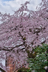 有栖館の桜