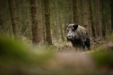 Sus scrofa. Free nature. Beautiful picture. Animal life. Wild nature of the Czech Republic. Animal in the forest. Deep forest.