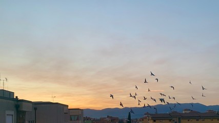 Fototapeta premium flock of birds in flight