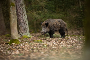 Sus scrofa. Free nature. Beautiful picture. Animal life. Wild nature of the Czech Republic. Animal in the forest. Deep forest.