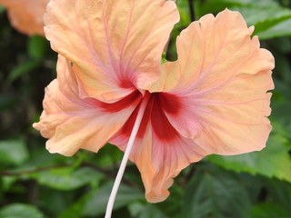 Hibiscus flowers in full bloom (Hibiscus rosa-sinensis)