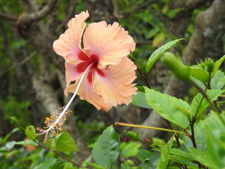 Hibiscus flowers in full bloom (Hibiscus rosa-sinensis)