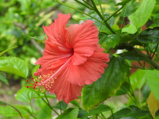 Hibiscus flowers in full bloom (Hibiscus rosa-sinensis)