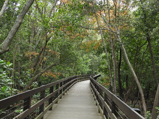 Mangrove Boardwalk