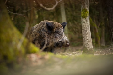Naklejka na ściany i meble Sus scrofa. Free nature. Beautiful picture. Animal life. Wild nature of the Czech Republic. Animal in the forest. Deep forest.