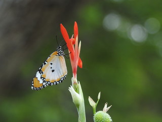Plain Tiger Butterflies (Danaus chrysippus)