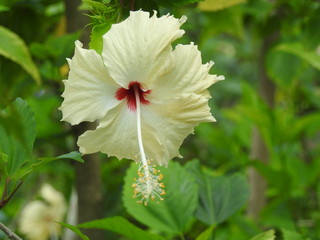 Hibiscus flowers in full bloom (Hibiscus rosa-sinensis)