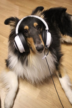 Collie bei der Arbeit (Technischer Support)