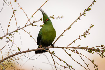 Green Turaco
