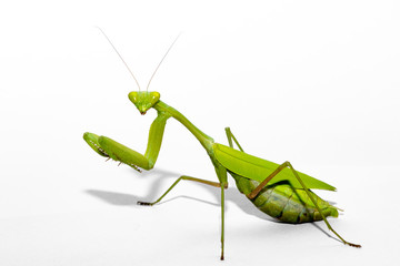 Hierodula membranacea, female