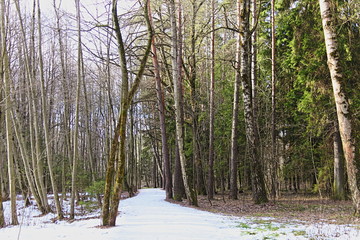 Snowy road in Russian forest Park at winter day