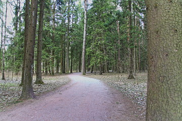 Road in Russian forest at autumn day