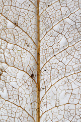 Skeleton of a dried plant leaf