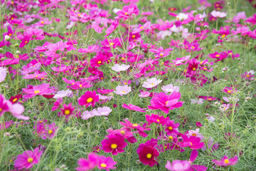 Gesanghua blooming under blue sky and white clouds