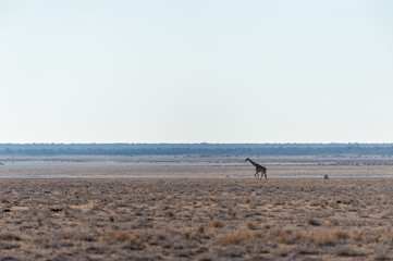 Wide angle shot of two Angolan Giraffes - Giraffa giraffa angolensis- illustrating the vast openness of the plains of Etosha National Park, Namibia.