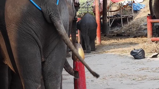 Elephant in circus for show  ass and tail is swinging 
