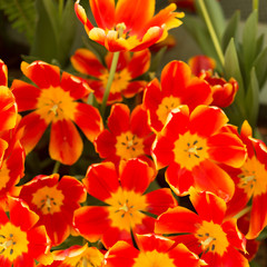 Red and yellow tulips fild. Spring background.