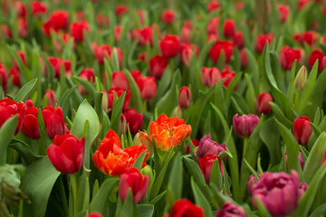 Red tulips field beautiful spring background.