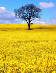 Field of yellow rapeseed with solitary tree in Derbyshire, England