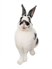 smile dalmatian rabbit  isolated  on a white background.